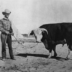 Cotton, Cattle, & Railroads: Cattle and Cowboys