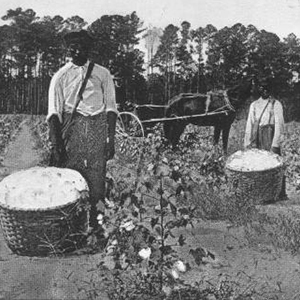 Cotton, Cattle, & Railroads: The Problem with Cotton